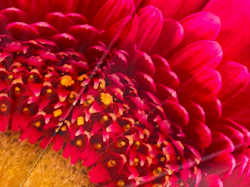Paraply Gerbera
