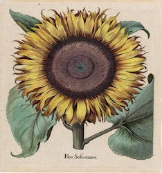 Kakeldekor Solros