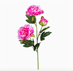 Pion 63cm rosa