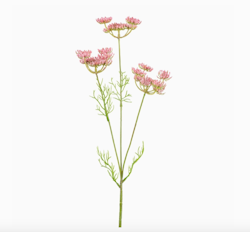 Ammi Majus 50cm
