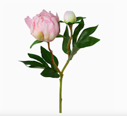 Pion 46 cm, rosa