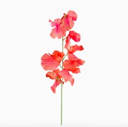 Sötärt 50cm