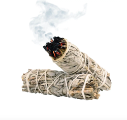 Vit Salvia (Salvia Apiana)
