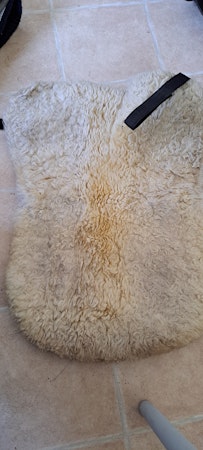 Fårskinnspadd, Equiline, full