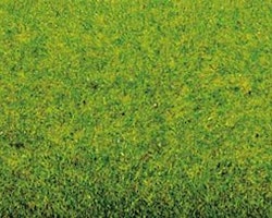 NOCH 00010 Våräng gräsmatta/Spring Meadow grass-mat 200x100cm