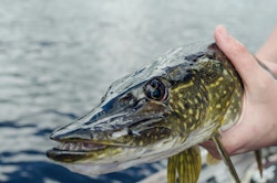 Fiskeguide