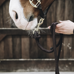 Kentucky Lead Rope Loop