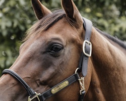 Kentucky Anatomic Leather Halter