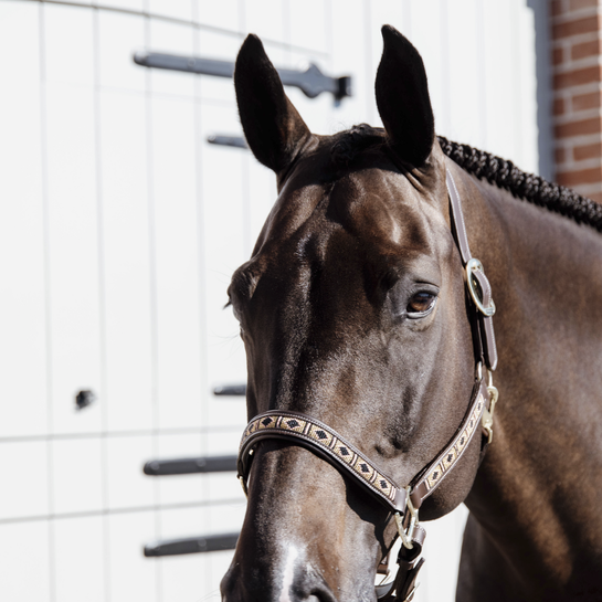 Kentucky Pearl Halter