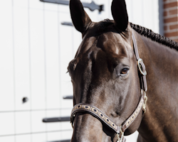 Kentucky Pearl Halter