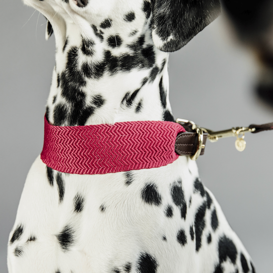 Kentucky Hundhalsband Jacquard