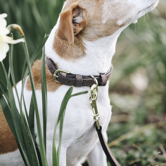 Kentucky Hundhalsband Sammetsläder