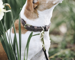 Kentucky Hundhalsband Sammetsläder