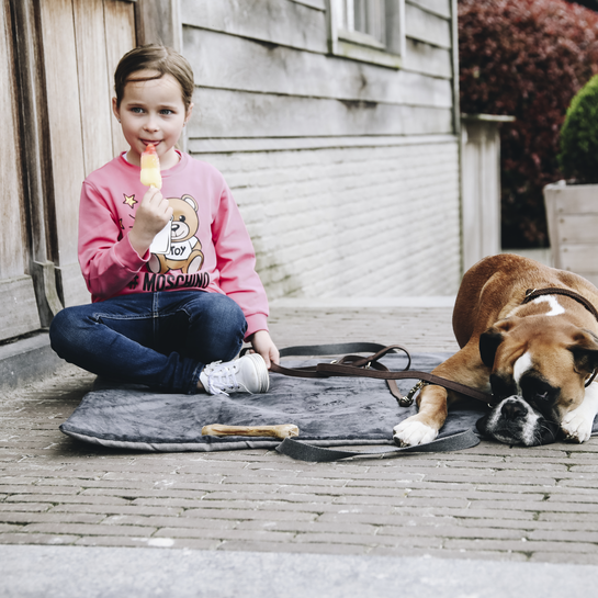 Kentucky Dog Bed Travel