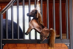 Kentucky Relax Horse Toy Tableux