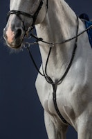 Dyon Martingal N