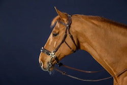 Dyon Träns för hackamore D