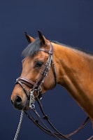 Dyon Kandar bred nosgrimma DR