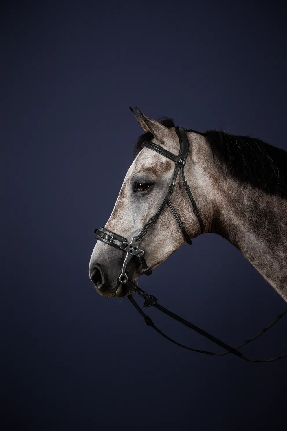 Dyon Träns för hackamore N