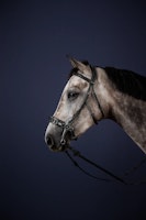 Dyon Träns för hackamore N