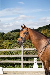 Dyon Kandar Rundsytt bred pullbacknosgrimma DR