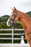 Dyon Kandar bred nosgrimma DR
