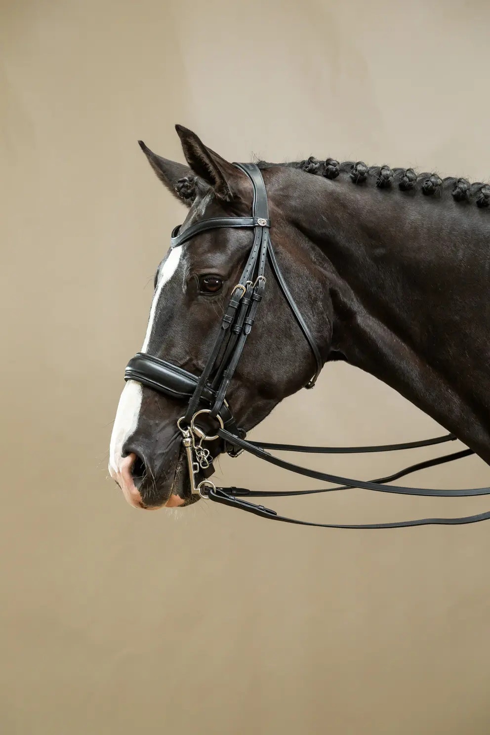 Dyon Kandar bred nosgrimma W