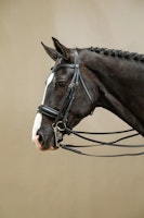 Dyon Kandar bred nosgrimma W