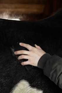 Grooming Deluxe Steel Curry Comb