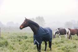 Kentucky Turnout Rug All Weather Waterproof Comfort 0-400g