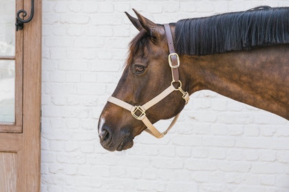 Kentucky Nylon Halter Breakaway