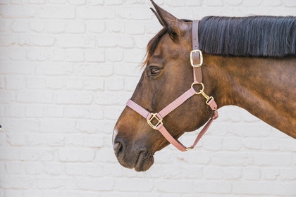 Kentucky Nylon Halter Breakaway