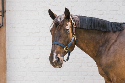 Kentucky Nylon Halter Breakaway