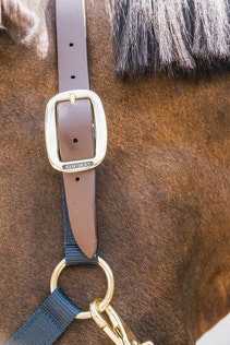 Kentucky Nylon Halter Breakaway