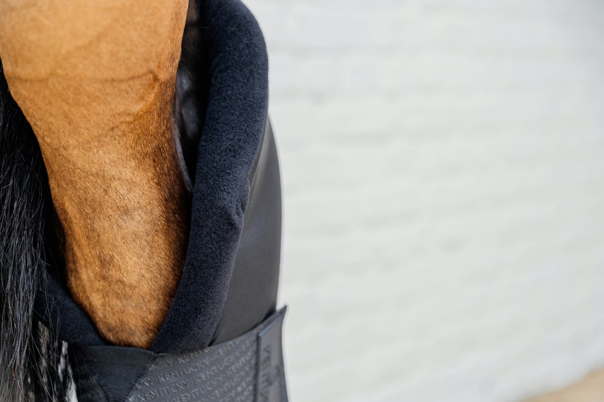 Kentucky Horsewear Stable boots PROtect long hind with hook protection