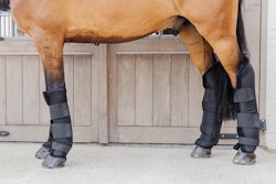 Kentucky Horsewear Stable boots PROtect long hind with hook protection