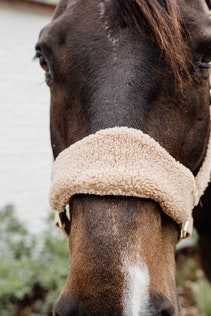 Kentucky Horsewear Teddy Fleece Halter