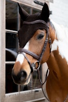 Kentucky Horsewear Fly Veil Long