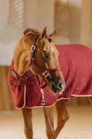 Kentucky Horsewear Cooler Rug PROtherm
