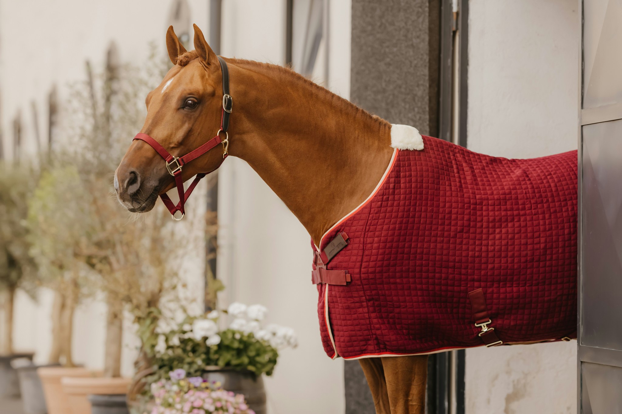 Kentucky Horsewear Cooler Rug PROtherm