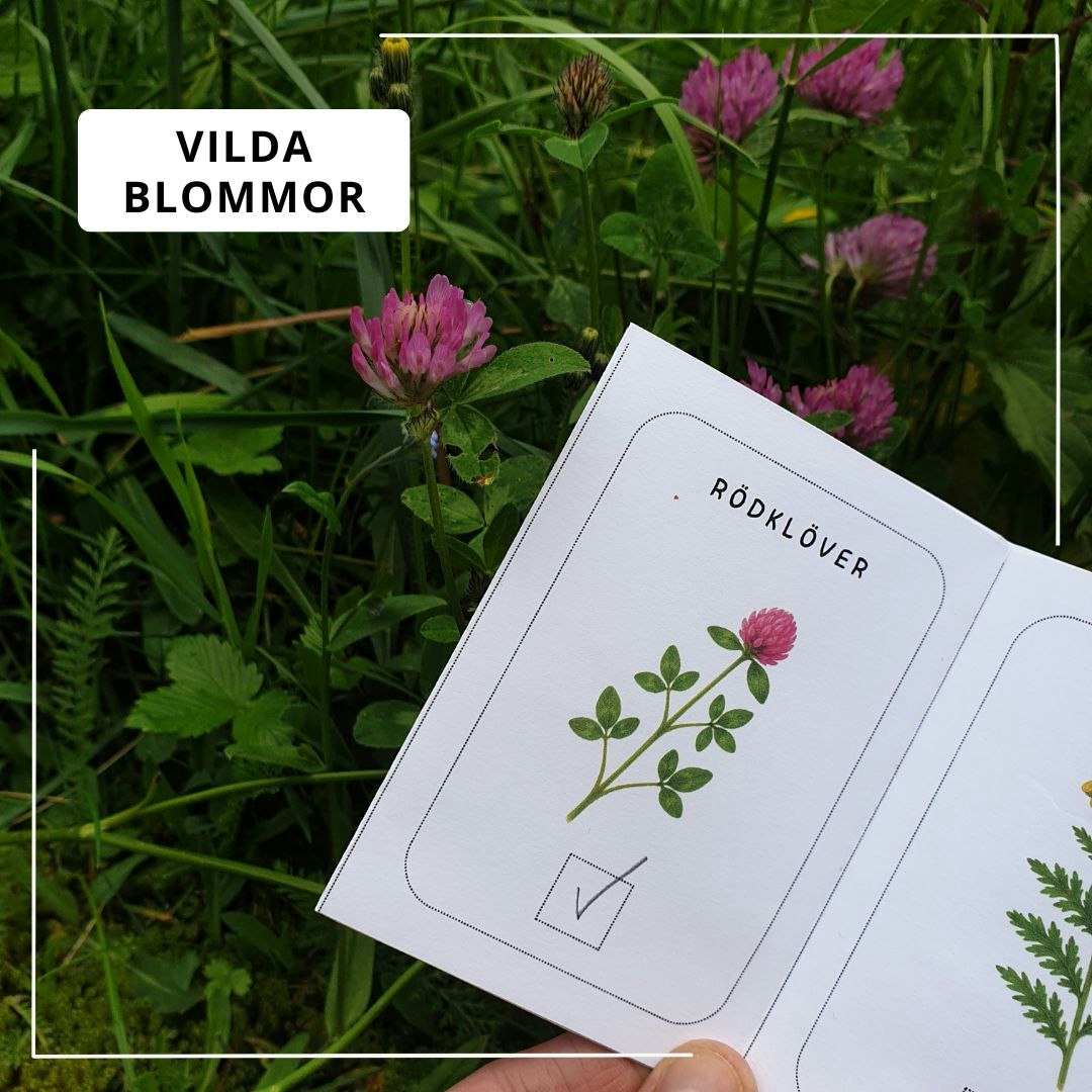 Små sommarböcker