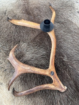 Renhornsljusstake