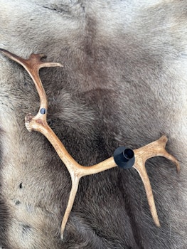 Renhornsljusstake.