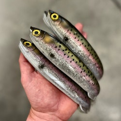 Gigashad Glitter Rainbow Trout 27cm