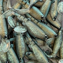 GigabiteV2 Emerald Herring 10cm - 4pcs