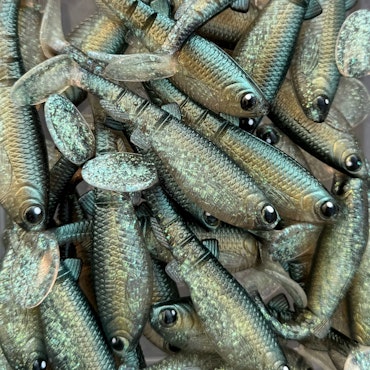 GigabiteV2 Emerald Herring 10cm - 4pcs