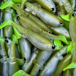 GigabiteV2 Löjs UV 8cm - 4pcs