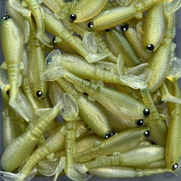 GigabiteV2 Ultimate Slom 8cm - 4pcs
