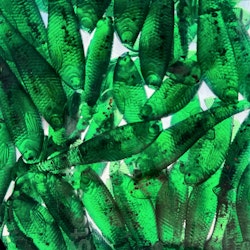 GigabiteV2 Watermelon Redflake 8cm - 4pcs