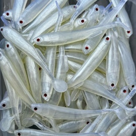 Gigashad Albino UV 10cm - 5pcs